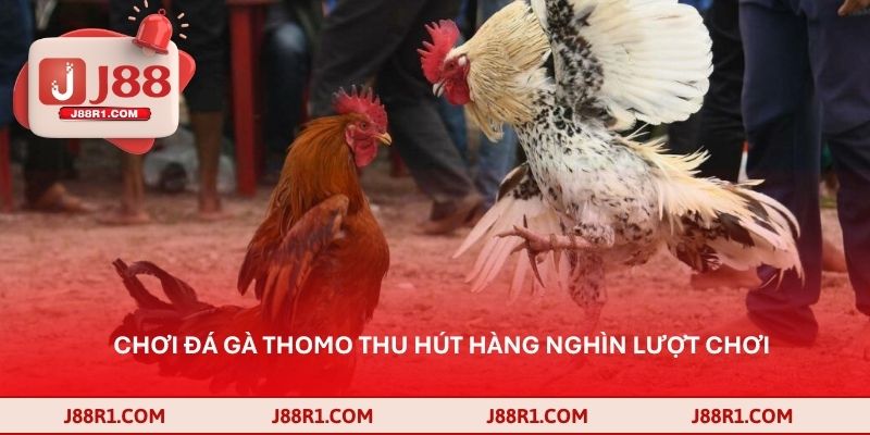 Chơi đá gà Thomo thu hút hàng nghìn lượt chơi