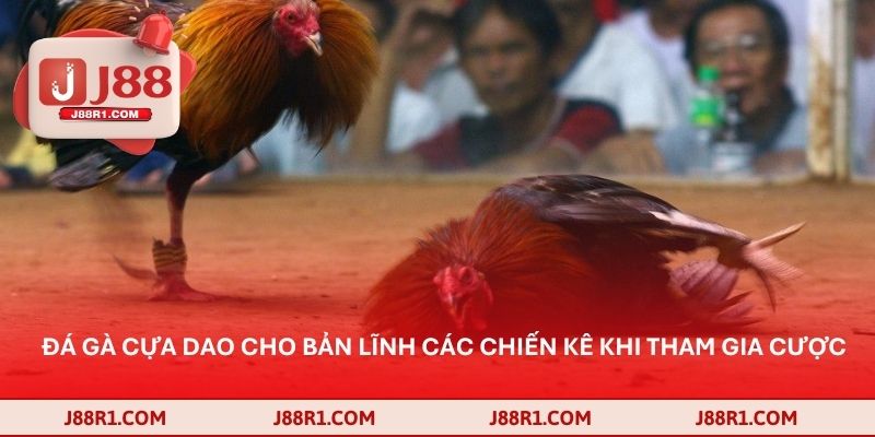 Đá gà cựa dao cho bản lĩnh các chiến kê khi tham gia cược