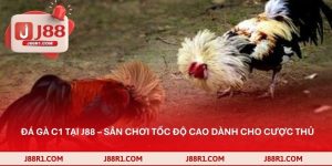 Đá gà C1