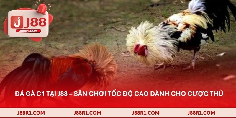 Đá gà C1