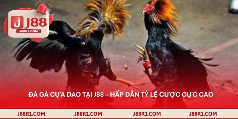 Đá Gà Cựa Dao